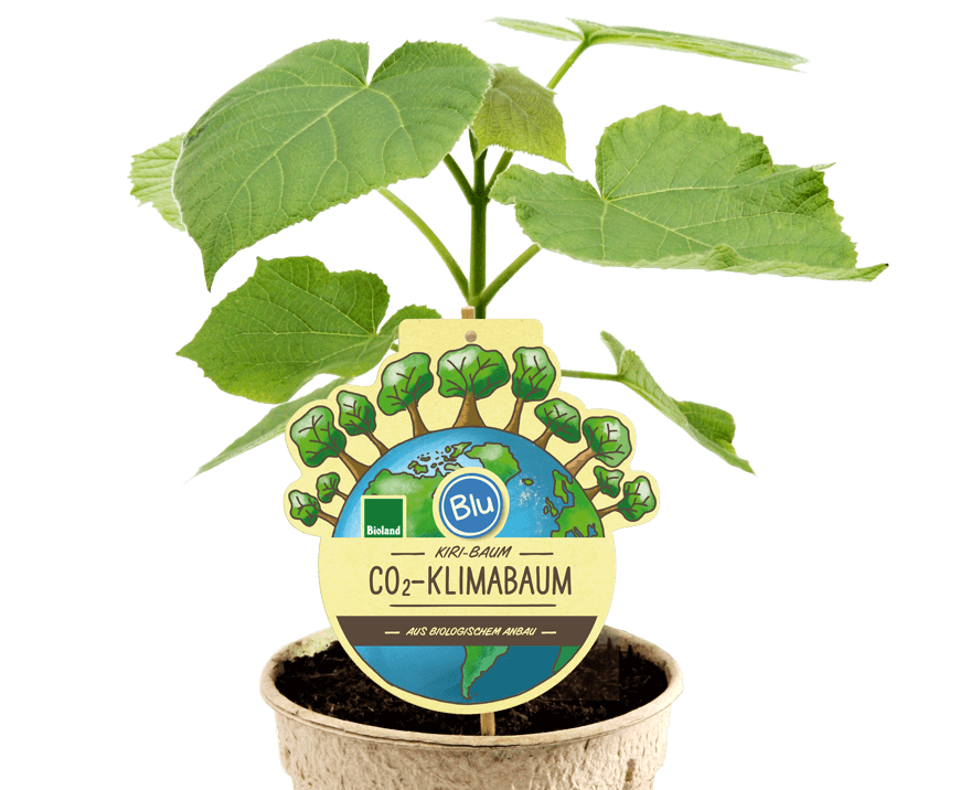 CO2-Klimabaum (Kiribaum) für den Garten  im Blumentopf.