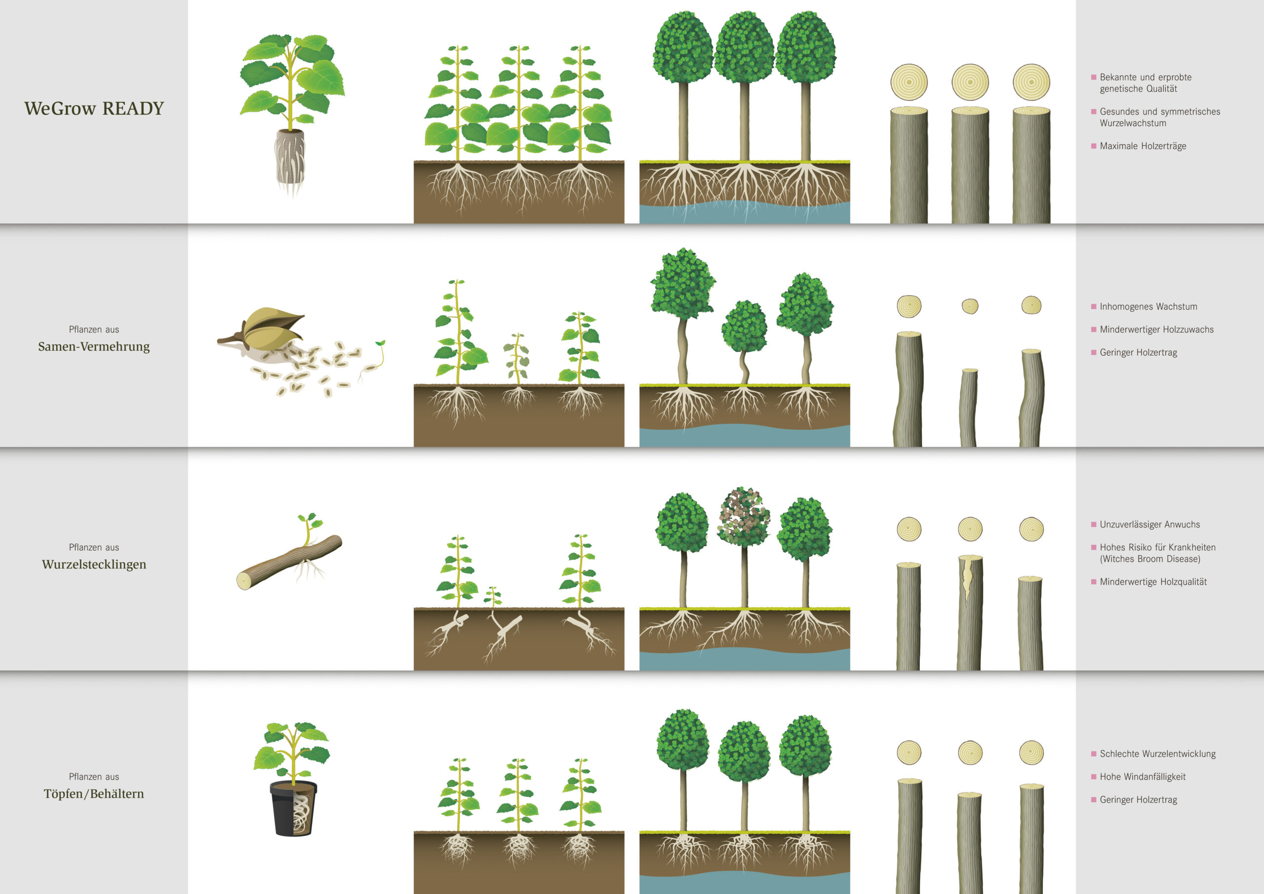 Wurzelvergleich: Paulownia-Jungpflanzen von WeGrow haben ausgeprägtere Wurzeln und wachsen gleichmäßiger.